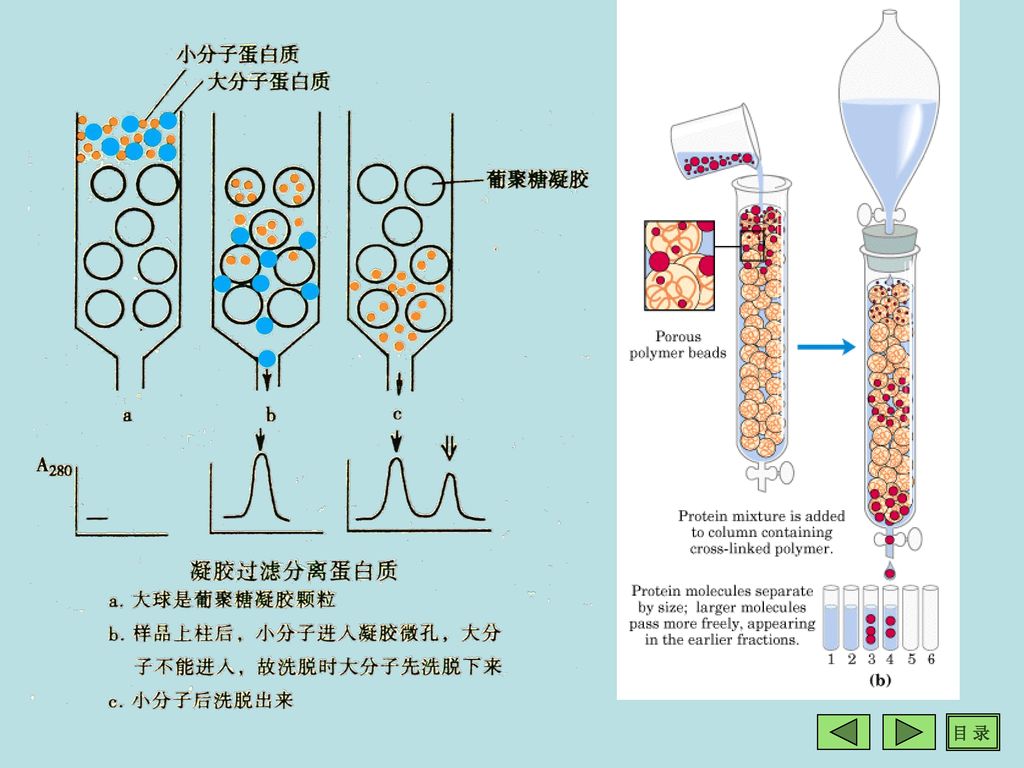 130 蛋白质分离常用的层析方法 离子交换层析